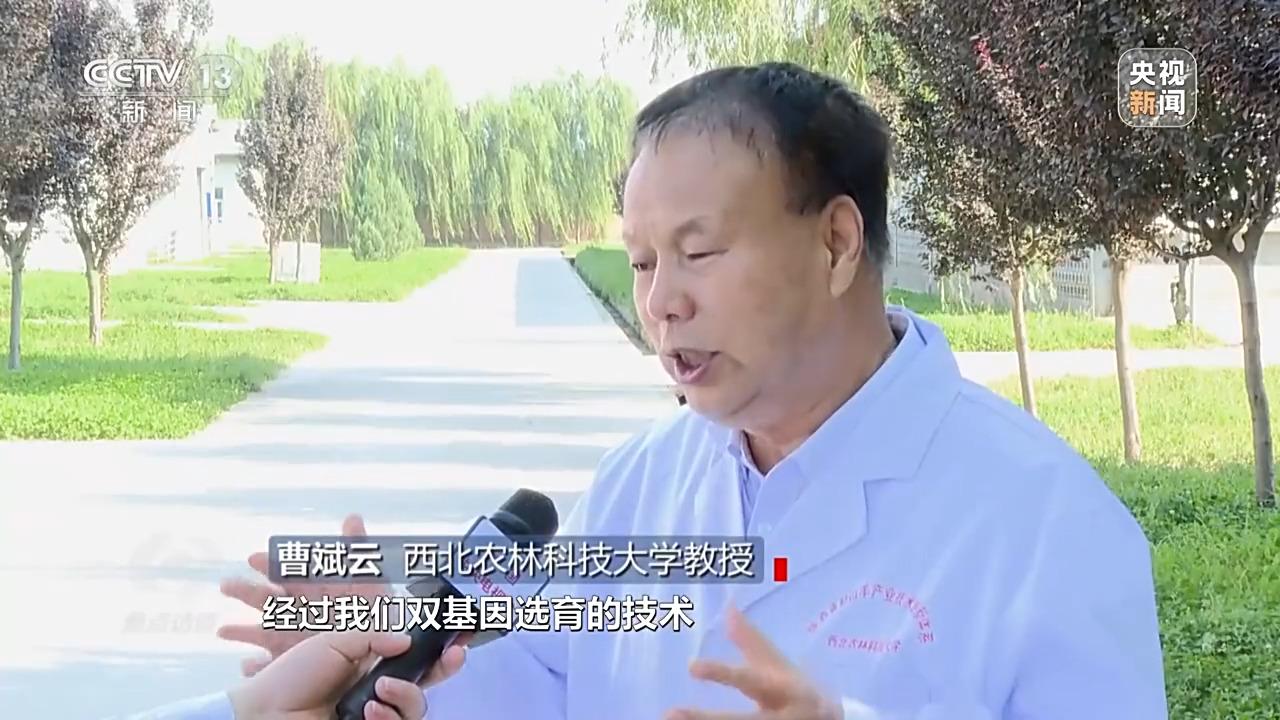 秧田里有高秧怎么办_农村高科技种秧视频_农村种草莓专业户视频