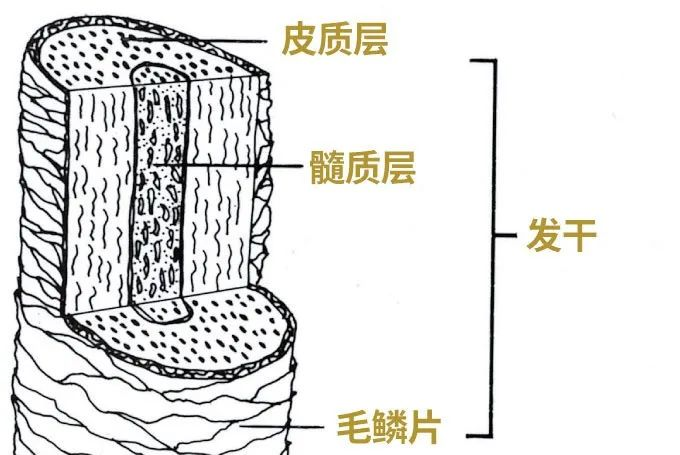 电吹风最新技术_科技吹风机_高科技电吹风